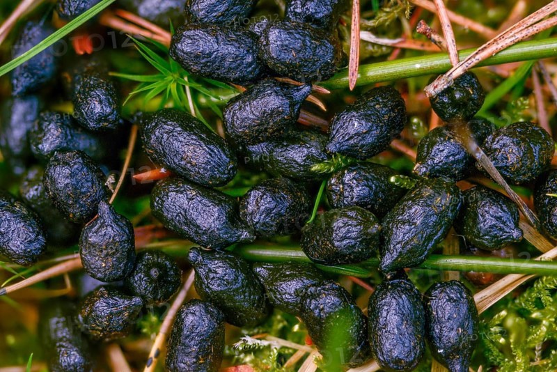 Artiodactyla, Capreolus capreolus, even-toed ungulate, cloven-hoofed, roe deer, roe deer, droppings, dung, feces, solution, mammals, dung, mammals
