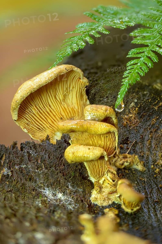 Common mussel crempling, mussel wood crempling, oyster rollrim, paxillus panuoides, plicaturella panuoides, serpula panuoides, tapinella panuoides, fungi, fungus, high size, vertical format, mushrooms