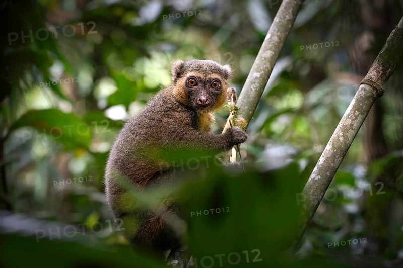 A golden bamboo lemur of the genus Hapalemur aureus, in the rainforests of Ranomafana National Park