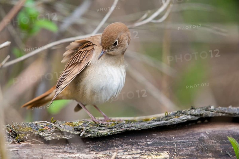 Luscinia megarhynchos, nightingale, birds, plumage, passeri, preening, songbirds, songbirds, birds