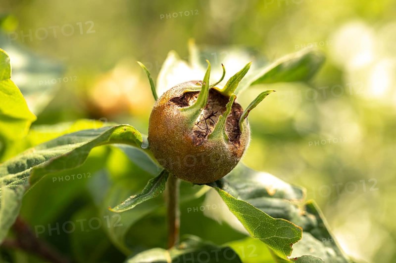 Close-up of a medlar (Mespilus germanica) on a branch with green leaves, Ternitz, Lower Austria, Austria
