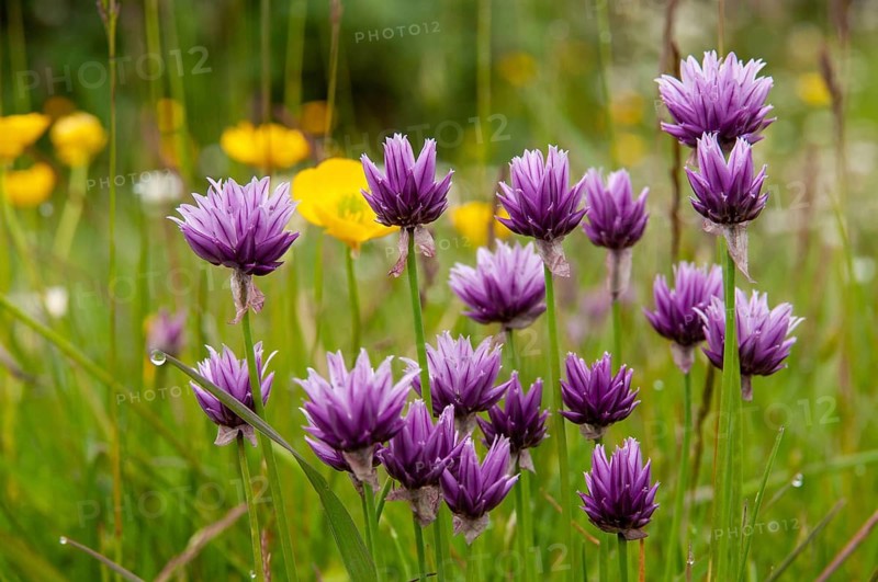 Alliaceae, Allium schoenoprasum var. alvarense, alvar cut garlic, chives, leeks, cut leeks, Sweden, flora, plants, plants, Sweden, Öland