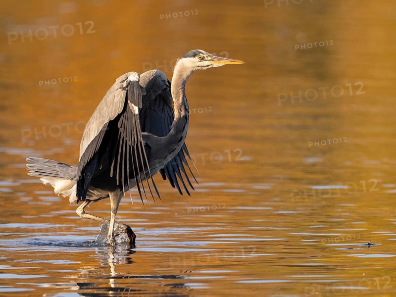 A gray heron with open wings, North Rhine-Westphalia, Germany