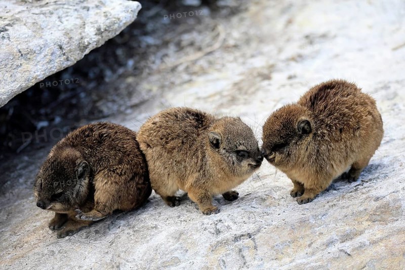 Klippschliefer (Procavia capensis), young, alert, three, Stony Point, Betty's Bay, Western Cape, South Africa