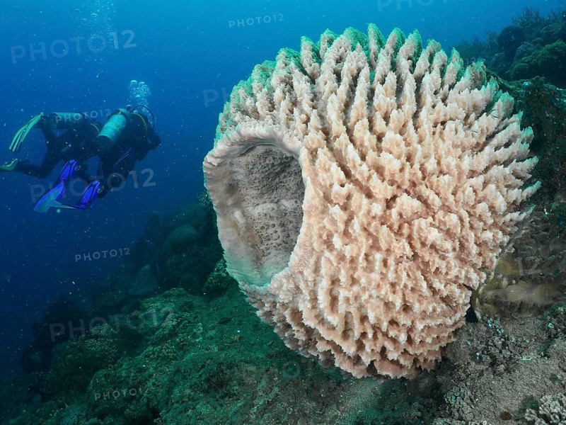A diver swims alongside a large, white specimen of the barrel sponge (Xestospongia testudinaria), underwater at the Spice Reef dive site, Penyapangan, Bali, Indonesia