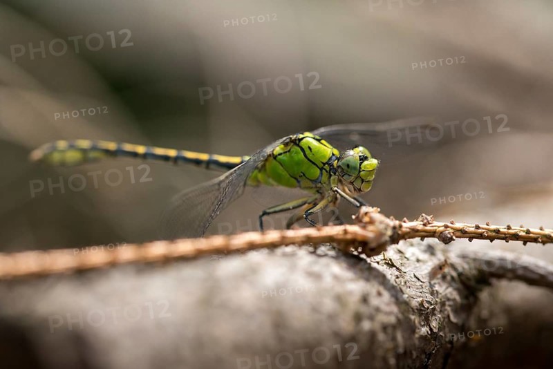 Green culbtail, green snaketail, green wedge, ophiogomphus cecilia, anisoptera, damselflies, dragonflies, insects, dragonflies, odonata