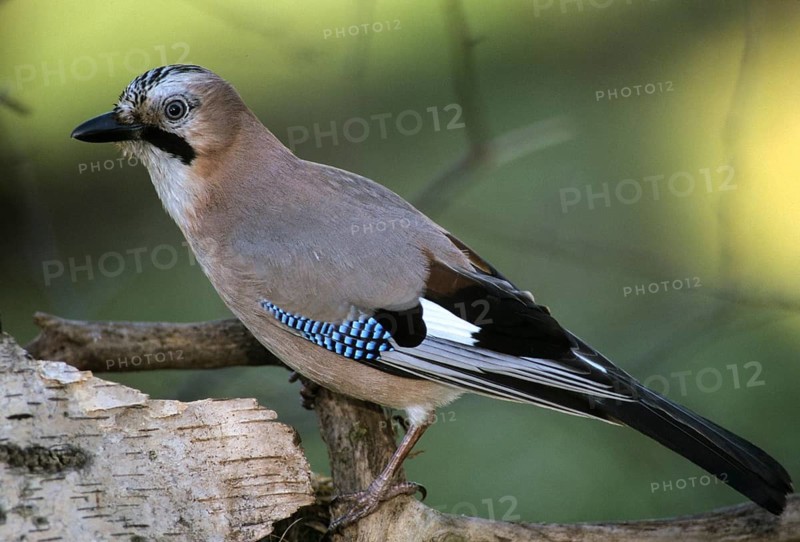 Jays, Garrulus glandarius, jay, birds, corvidae family of birds, passeri, corvids, songbirds, birds