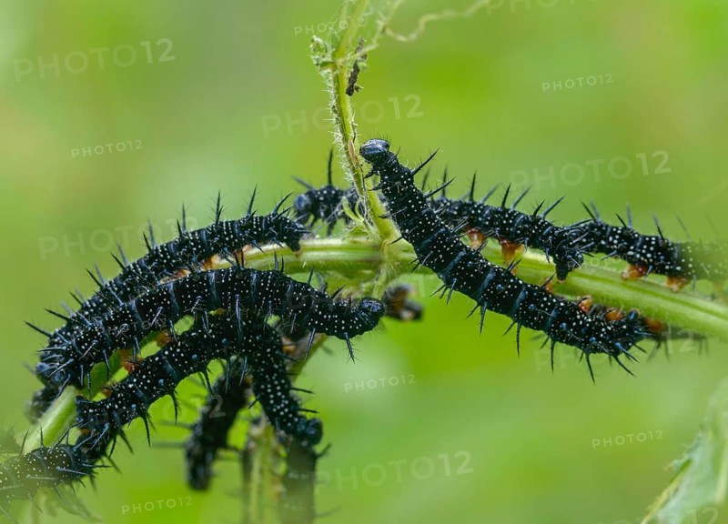 Aglais io, Inachis io, Nymphalis io, peacock butterfly, peacock, butterfly, inchworm, insects, insects, caterpillar, butterfly, butterflies