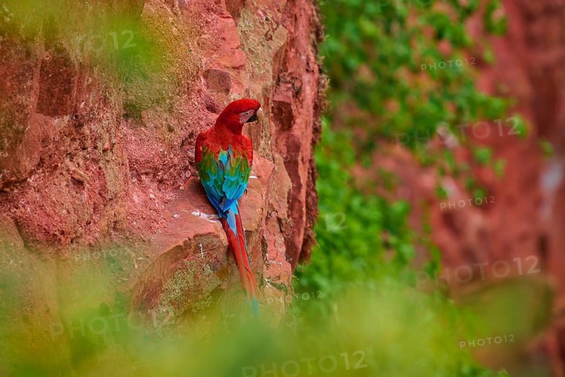 A red parrot climbs up a reddish rock surrounded by green, Green-winged Macaw, or Dark Scarlet macaw (Ara chloroptera), Buraco Das Araras, Bonito, Pantanal, Brazil