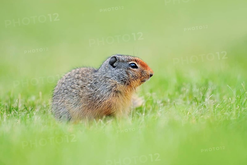 Columbian ground squirrel (Urocitellus columbianus, Spermophilus columbianus), a young squirrel sitting in a meadow, Waterton Lakes National Park, Alberta, Canada