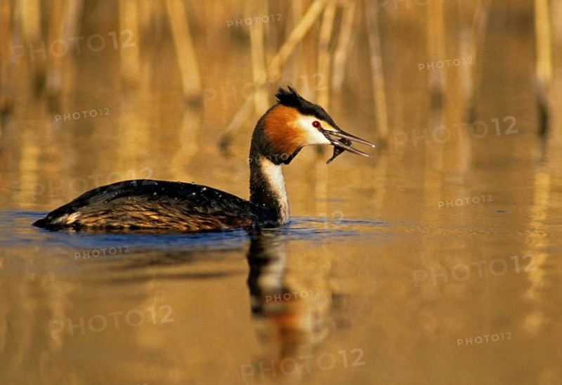Great crested grebe, podiceps cristatus, prey, birds, capture, fish, grebe, hunting, rag grebe, mirror, podicipedidae, mirror image, diver, birds, waterbirds, waterbirds