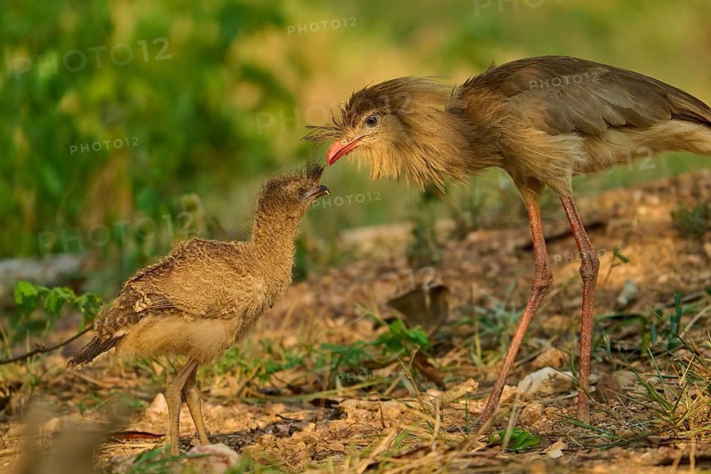 A bird and a chick approach each other on a patch of earth: a red-footed seriema (Cariama cristata), Bonito, Pantanal, Brazil