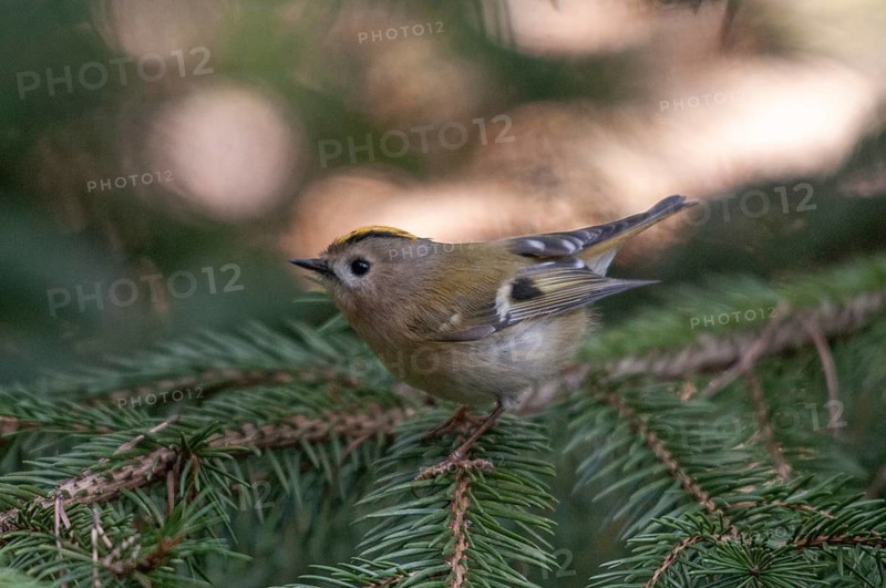 Goldcrest, golden chicken, Regulus regulus, winter golden chicken, birds, passeri, songbirds, birds