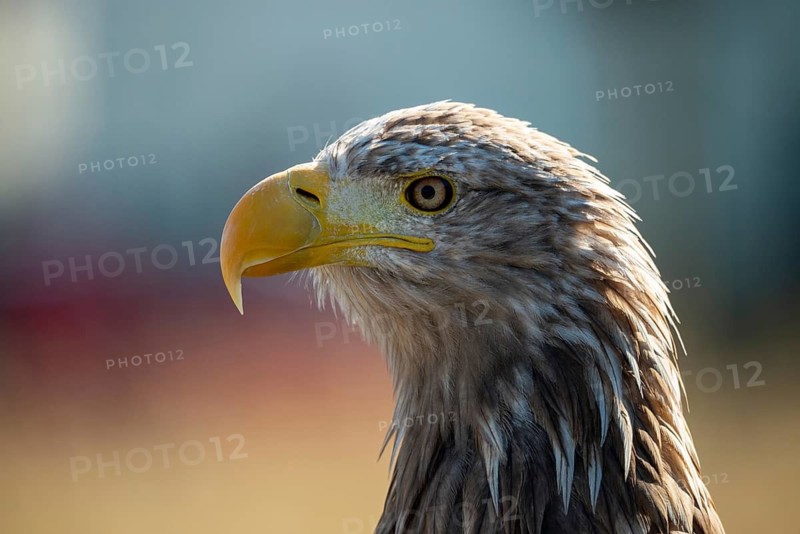 Accipitriformes, Haliaeetus albicilla, white-tailed eagle, eagles, eagles, raptors, birds of prey, raptors, birds