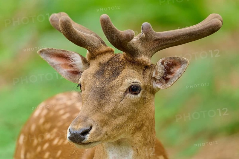 Close-up of a young stag with velvety antlers in the forest, fallow deer (Dama dama), velvet season, Hesse, Germany