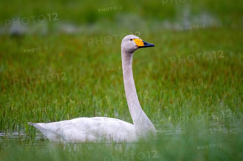 Cygnus cygnus, Finland, singing swan, whooper swan, anatidae, birds, duckbirds, swan, swans, swans, birds, waterbirds, waterbirds