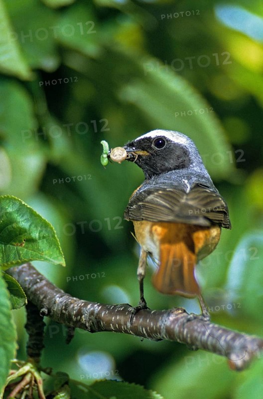 Garden redtail, Phoenicurus phoenicurus, redstart, birds, feeding, garden, garden birds, high size, portrait format, male, passeri, songbirds, birds