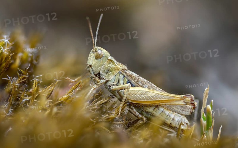 Acrididae, caelifera, common club grasshopper, spotted club scare, gomphocerinae, club scare, short-feeler, mottled grasshopper, myrmeleotettix maculatus, female, grasshopper, grasshopper, grasshopper, insects, female