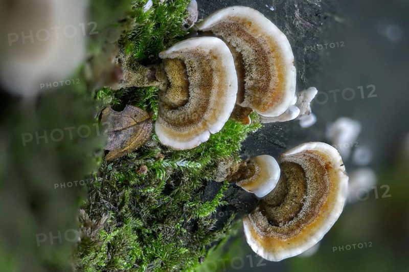 Auricularia reflexa, corticium reisneri, stereum hirsutum, stereum leoninum, stereum persoonianum, weedy layered mushroom, thelephora hirsuta, false turkey tail, fungi, fungus, high size, vertical format, mushrooms