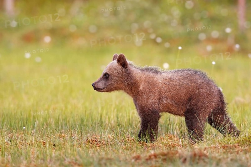 Young brown bear