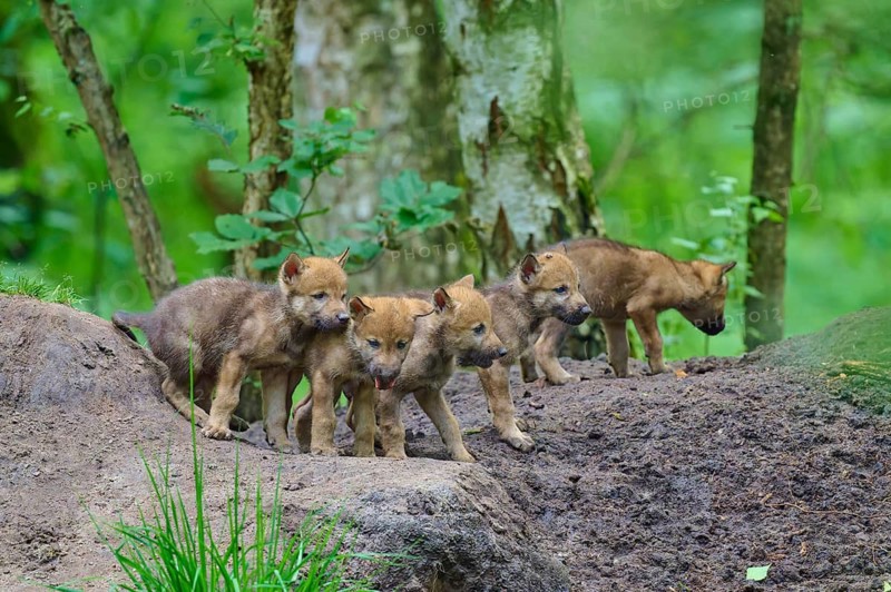 Several wolf cubs explore a forest together in their natural habitat, Wolf (Canis lupus), Germany