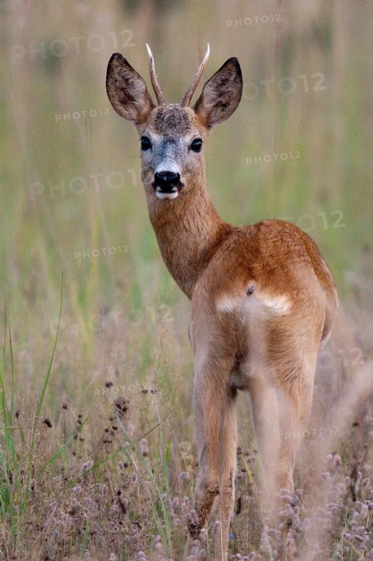 2009, artiodactyla, Brandenburg, Capreolus capreolus, even-toed ungulate, Germany, national natural heritage, natural paradise Grünhaus, cloven-hoofed deer, roe deer, post-mining landscape, green house, high size, portrait, male, mammals, males, mammals, mammals
