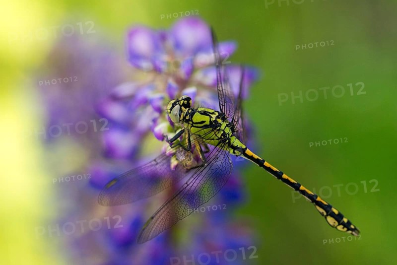Green culbtail, green snaketail, green wedge, ophiogomphus cecilia, anisoptera, damselflies, dragonflies, insects, dragonflies, odonata