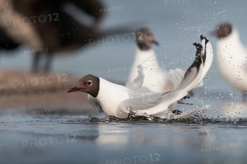 Black-headed gull, chroicocephalus ridibundus, black-headed gull, larus ridibundus, adult, bath, bathe, birds, charadriiformes, adult, sexual mature, gulls, limicols, seagulls, birds