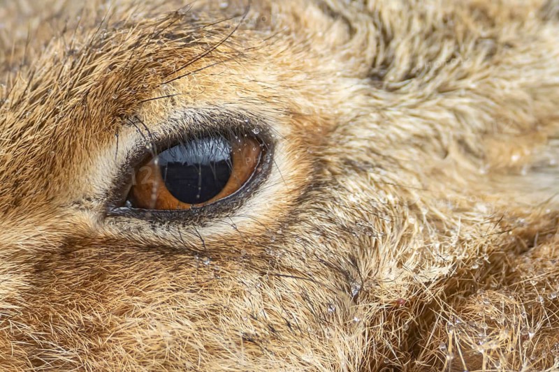 European brown hare (Lepus europaeus) adult animal close up head portrait, England, United Kingdom