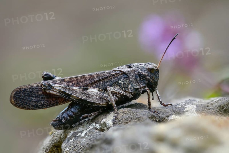 Acrididae, caelifera, field locusts, gomphocerinae, grasshoppers, short-feeler, psophus stridulus, red-winged snoring scare, grasshoppers, grasshoppers, insects, rattle grasshoppers