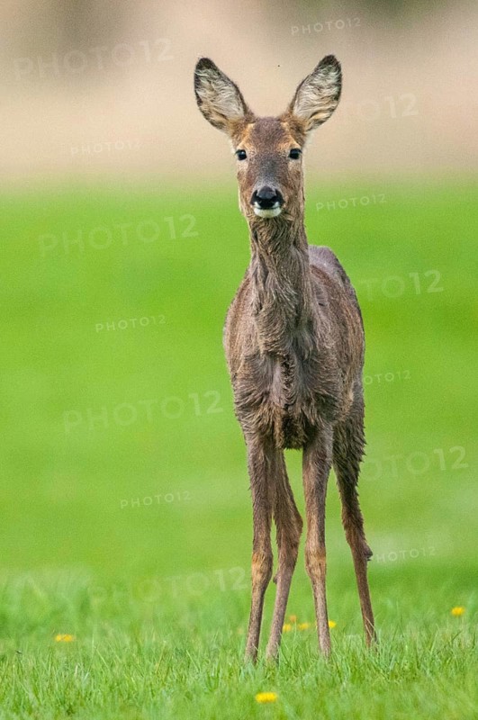 Artiodactyla, Capreolus capreolus, even-toed ungulate, cloven-hoofed, roe deer, high size, portrait format, mammals, mammals