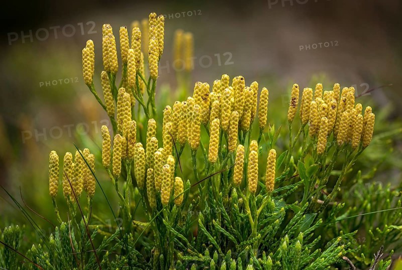 Bearlobe family, Diphasiastrum complanatum, flatbear lobe, common flatbear lobe, Lycopodiaceae, Lycopodium complanatum, tracheophyta, creeping Jenny, flora, ground cedar, northern running pine, plants, plants