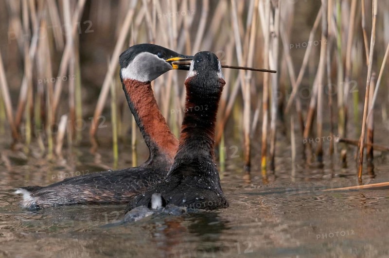 Podiceps grisegena, red-necked grebe, red-necked grebe, courtship behavior, birds, courtship display, grebe, podicipedidae, divers, birds, waterbirds, waterbirds