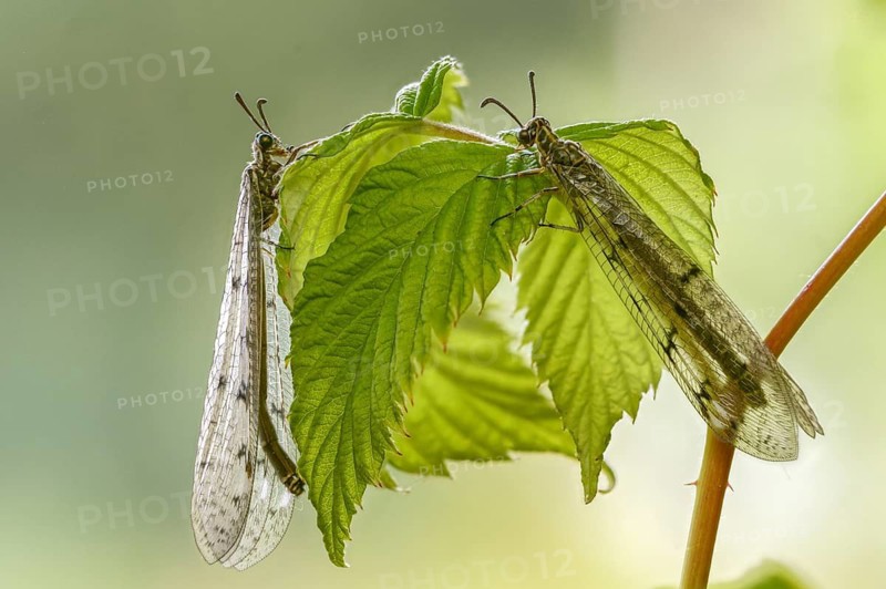 Antmaids, Euroleon nostras, spotted winged ant maid, Myrmeleontidae, Neuroptera, Suffolk antlion, insects, web-winged birds