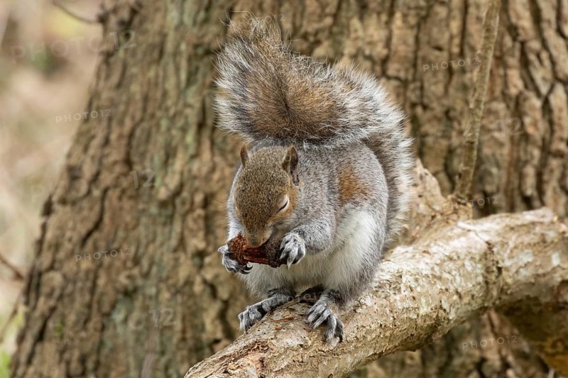 Grey squirrel (Sciurus carolinensis) adult rodent animal eating on a tree branch in a woodland, England, United Kingdom