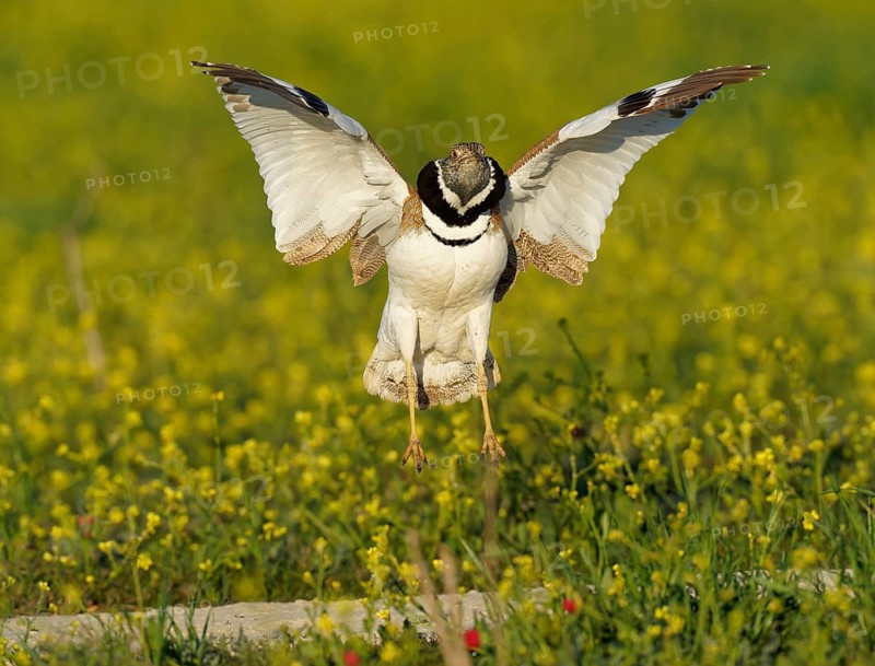 Little Bustard (Tetrax tetrax), courtship leap, Aragon, Spain
