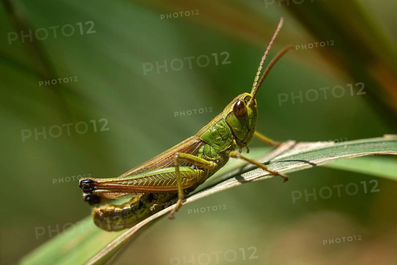 Acrididae, Caelifera, Chorthippus parallelus, field locusts, common grasshoppers, gomphocerinae, short-feeler scare, pseudochorthippus parallelus, grasshoppers, grasshoppers, insects, male, meadow grasshopper, male