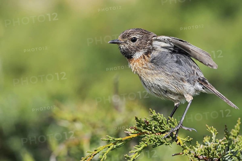 Stonechat (Saxicola rubicola), female stretching, Algarve, Portugal