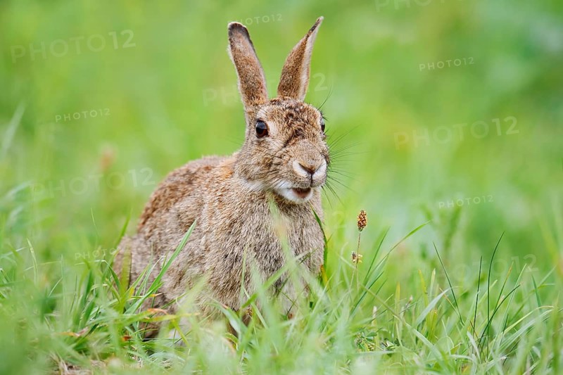 Wild rabbit (Oryctolagus cuniculus) sitting in a meadow, North Rhine-Westphalia, Germany