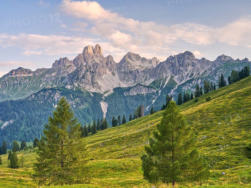 Green meadows and sparse forests leading to rocky mountain peaks under a clear sky, Große Bischofsmütze, Gosaukamm, Dachsteinmassic, Sulzenalm, Filzmoos, Pongau, Salzburg, Austria