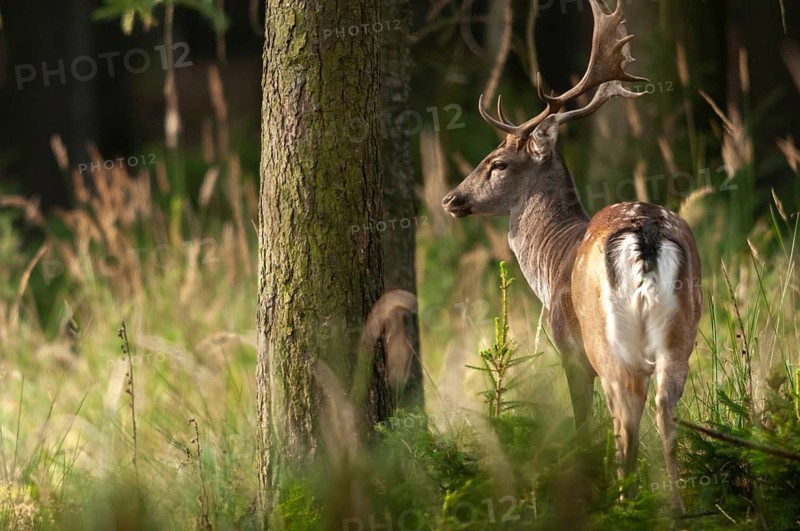Dama dama, fallow deer, fallow deer, mammals, shovelers, mammals