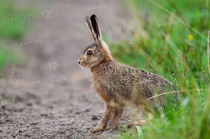 European hare, hares, hares, lagomorpha, lepus europaeus, bunny, hare, adolescent, juvenile, mammals, mammals
