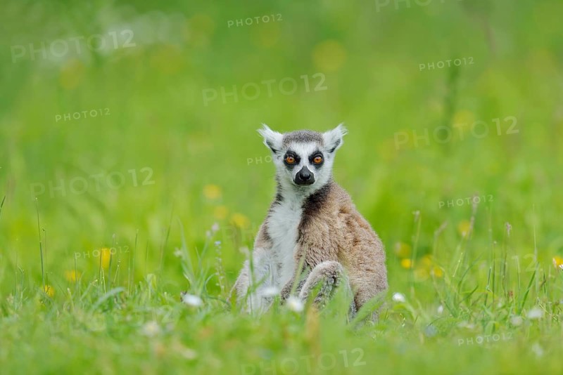 A ring-tailed lemur (Lemur catta) is sitting in a meadow, in captivity, found in Madagascar