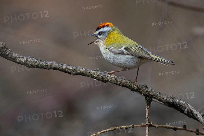 Common firecrest, golden chicken, Regulus ignicapillus, golden grouse, birds, song, passeri, singing, songbirds, birds
