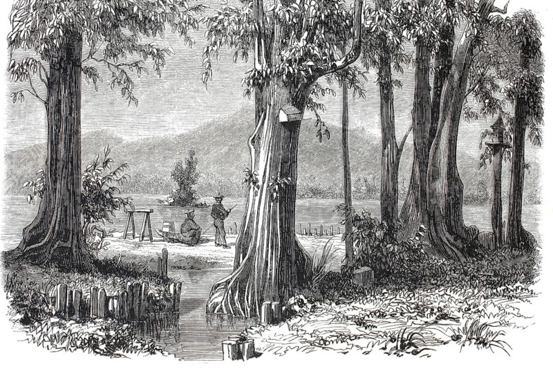 Traditional coastal life in Tahiti, French Polynesia, in the 19th century. Monumental trees in the foreground and waterside locals in the background against a mountainous backdrop, authentic, high-resolution reproduction from a 19th century original, exact date of depiction unknown, historical
