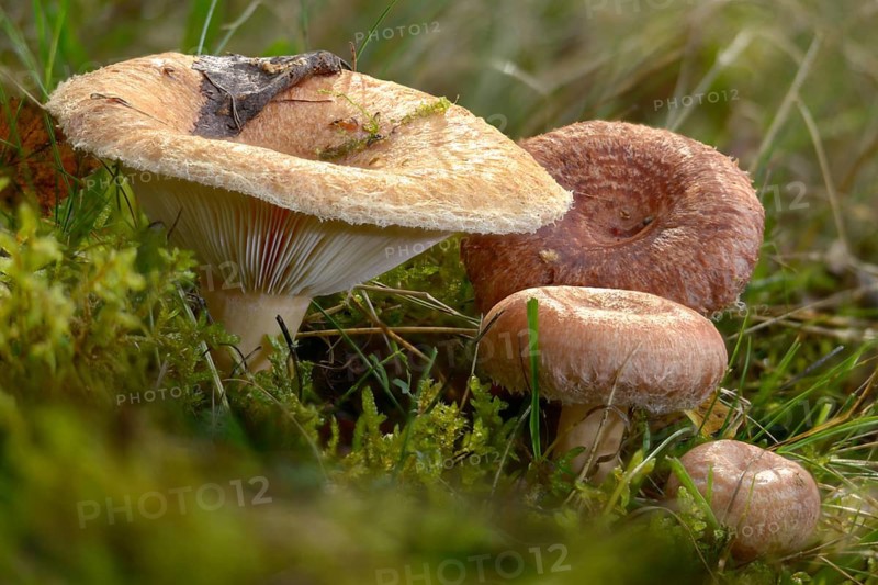 Birch Milkling, Birch Curd, Lactarius Torminosus, Shaggy Birch Milkcap, Bearded Milkcap, Fungus, Mushrooms, Woolly Milkcap