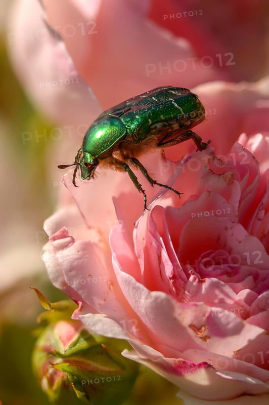 Cetonia aurata, common rose beetle, shiny golden rose beetle, green rose chafer, rose chafer, rose beetle, coleoptera, high size, portrait format, insects, beetles