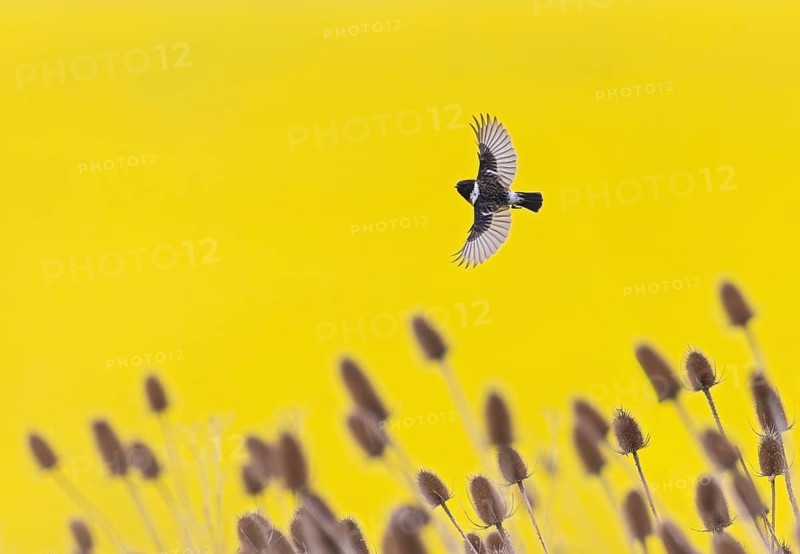 Black-throated Wheatear (Saxicola rubicola), a male flying with outstretched wings in front of a field of bright yellow rapeseed flowers, above the inflorescences of the wild teasel (Dipsacus fullonum), Hesse, Germany