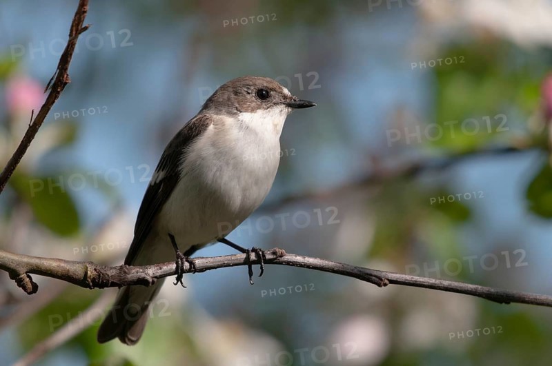 Ficedula hypoleuca, pied flycatcher, mourning snapper, mourning catcher, birds, passeri, songbirds, songbirds, birds