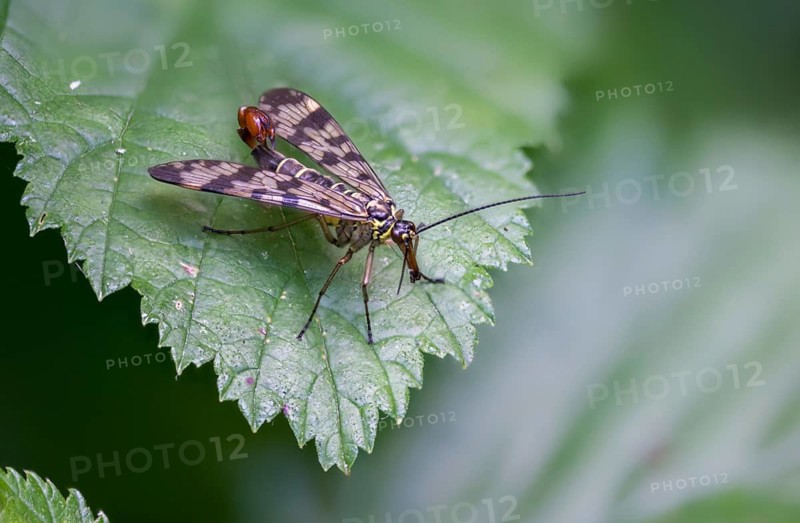 Mecoptera, Panorpa spec., beaked flies, scorpionfly spec., insects, scorpionfly